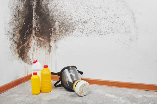 Best Office Mold Removal Services  in Bellevue, PA