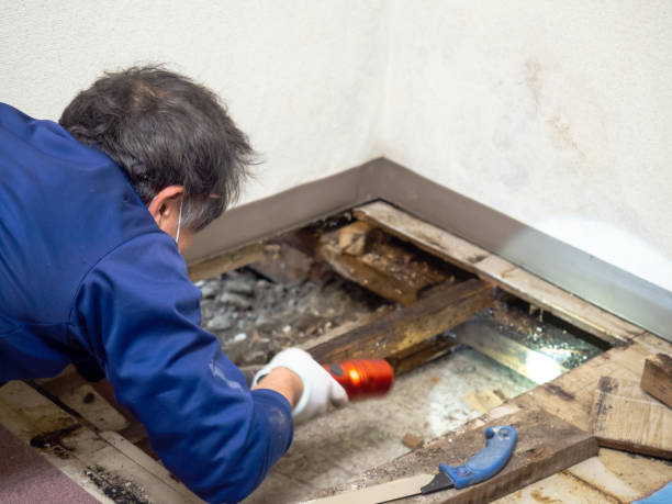 Best Fast Mold Removal  in Bellevue, PA