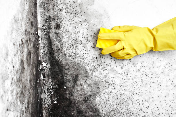Attic Mold Removal in Bellevue, PA