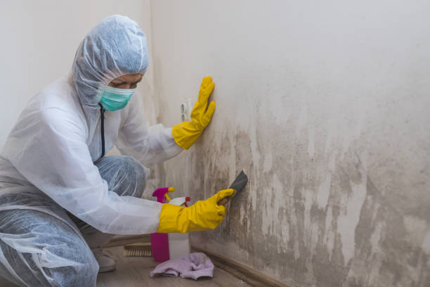 Best Certified Mold Removal  in Bellevue, PA