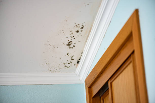 Best Crawl Space Mold Removal  in Bellevue, PA