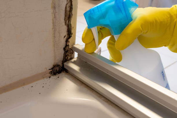 Certified Mold Removal in Bellevue, PA