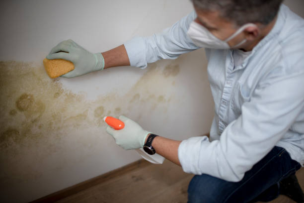 Office Mold Removal Services in Bellevue, PA