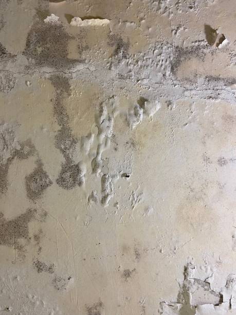 Best Black Mold Removal  in Bellevue, PA