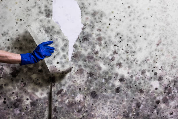Home Mold Removal in Bellevue, PA